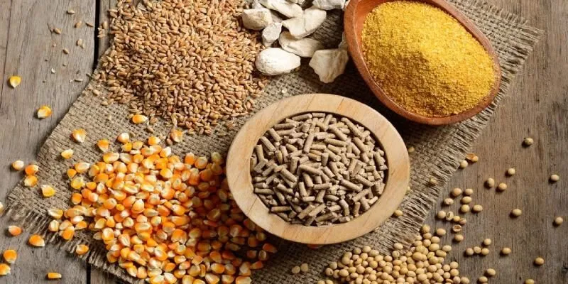 Chế độ dinh dưỡng đầy đủ khi nuôi gà đá chân mạnh